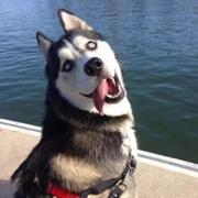 BUG开发工程师__的个人资料头像