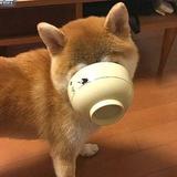 浅水hqq头像
