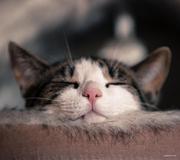 小白菜叶子的个人资料头像