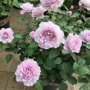 乐芙兰的个人资料头像