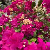 昼夜兼程长安头像