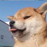 明 许头像