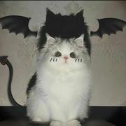 何雨轩的个人资料头像