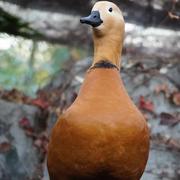 Ee485的个人资料头像