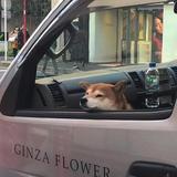 不长大最好头像