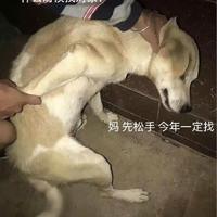 胖果生活头像