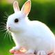 兔小白头像