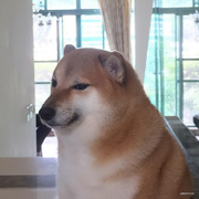 废宅的个人资料头像