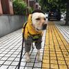 北城以北，思念不归头像
