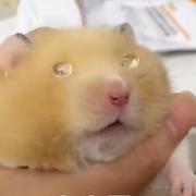 SolarZzz的个人资料头像