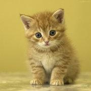 风过檐铃的个人资料头像