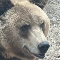 屙屎那是爱头像