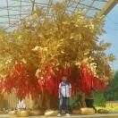 昨夜星辰同志的个人资料头像