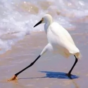 叽叽叽531的个人资料头像