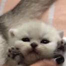 Seattle的个人资料头像