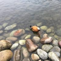 海螺的味道头像