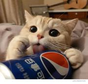 cocoding的个人资料头像