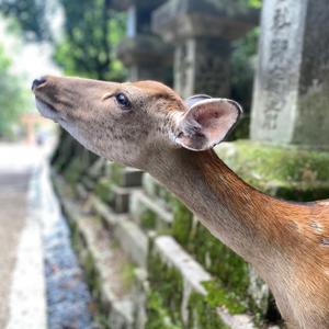 家庭主夫带好物头像