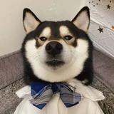 用户8462374498386头像