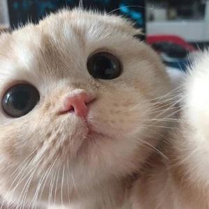 布偶猫ran头像