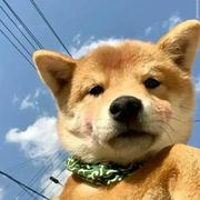 小阿giao577的个人资料头像