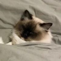 马修斯拉什福德头像