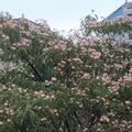 小猪起飞536头像