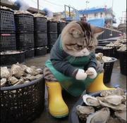 喵师傅的个人资料头像