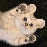 ©苏城钰🄹㉿头像