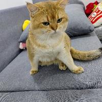 本本特突利头像