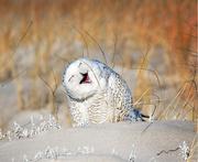 冬阳春晖的个人资料头像