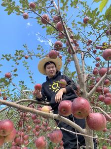 芒果小磊头像