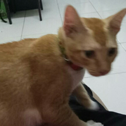 实习完毕的萌新的个人资料头像