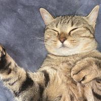 大俊俊俊俊俊俊子头像