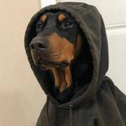小宋dev的个人资料头像