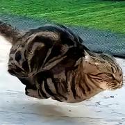 chocklea的个人资料头像