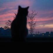 星辰酒馆的个人资料头像