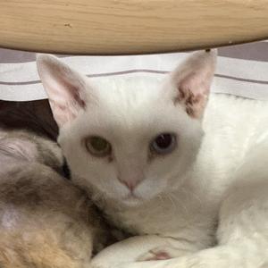 楼头欣然观飞鸟