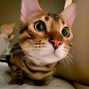 toda的个人资料头像