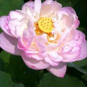遇见花开♥头像
