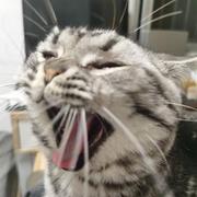 两只大乌龟的个人资料头像