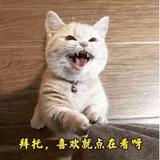 独行天涯p龍哥头像
