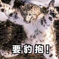 椰子大Y头像