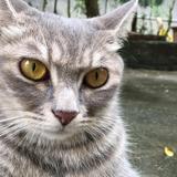 豁达花猫Hl头像