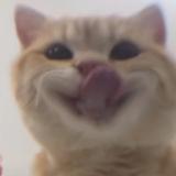 我的小猫咪们太可爱啦头像