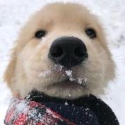 海里的狗的个人资料头像