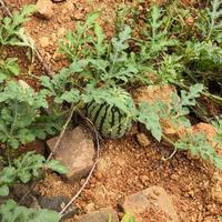 梦醒如初又怎样头像