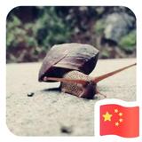 12313462头像