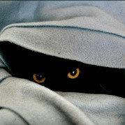 路奇_Rookie的个人资料头像