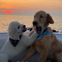 举高高不好头像